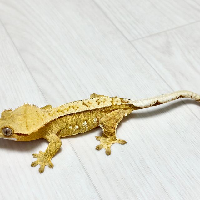 크림시클