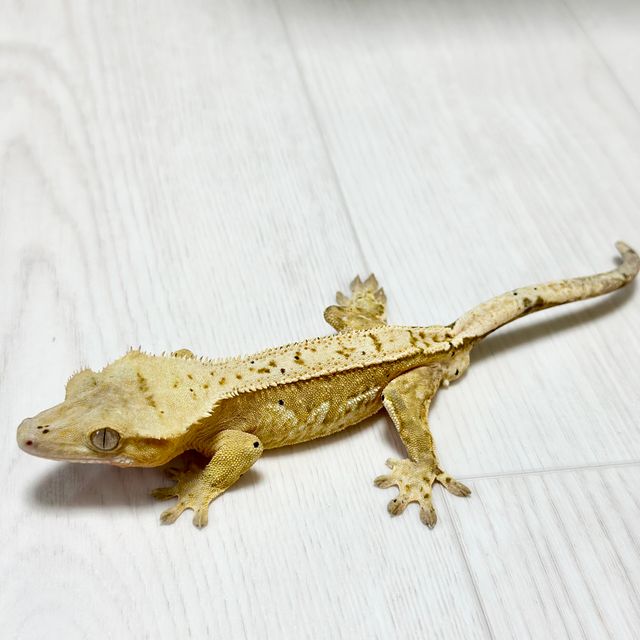 100%헷아잔틱