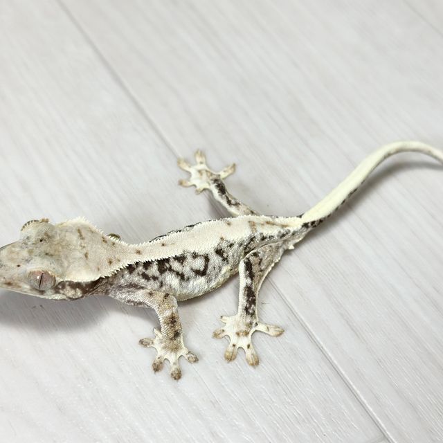 릴리화이트