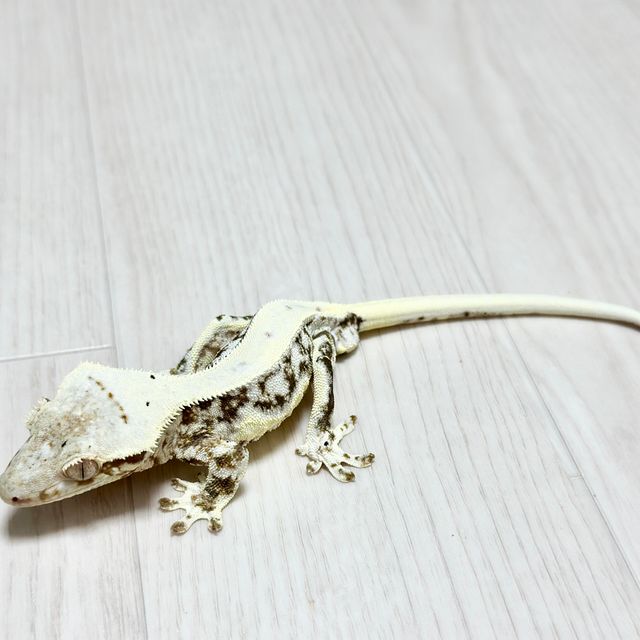 릴리화이트