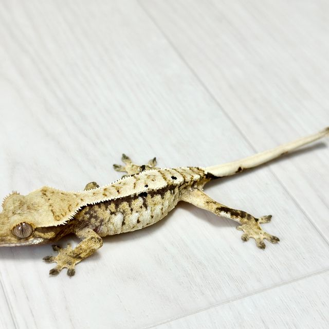 노멀