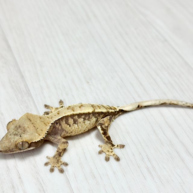 노멀