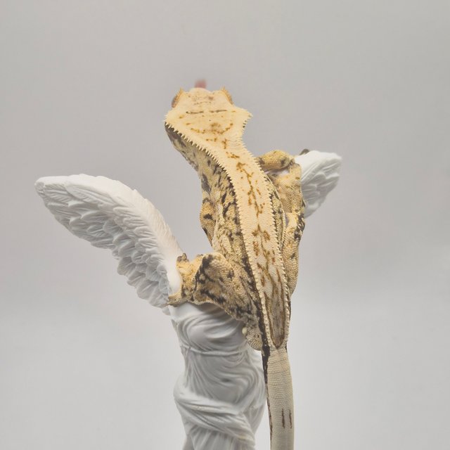 노멀 드리피 화이트스팟 풀핀