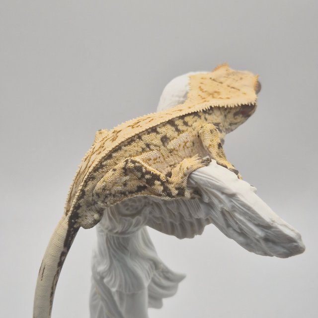 노멀 드리피 화이트스팟 풀핀