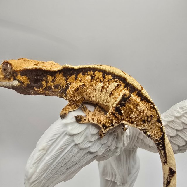 노멀 익스트림할리퀸 트라이