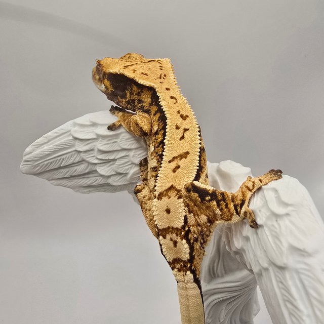 노멀 익스트림할리퀸 트라이