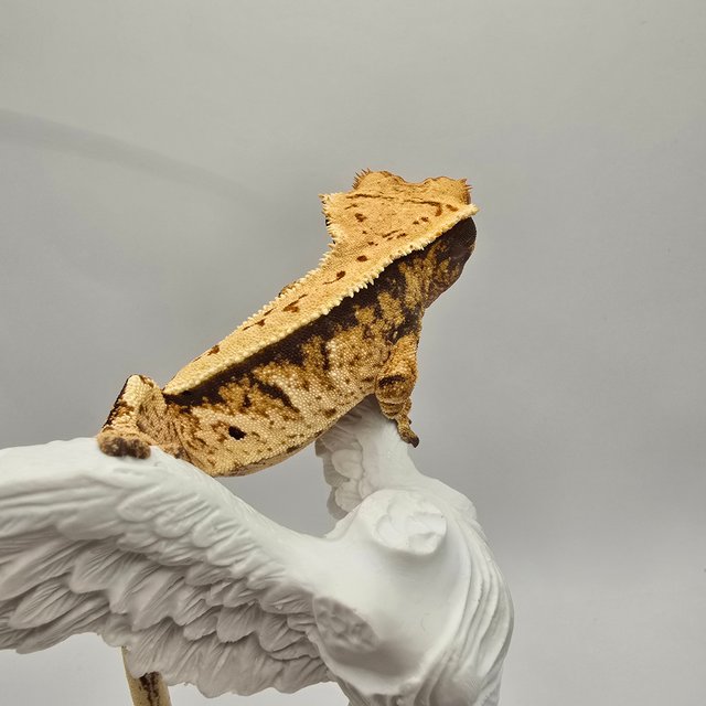 노멀 익스트림할리퀸 트라이