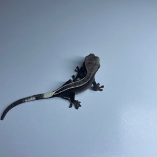 아잔틱