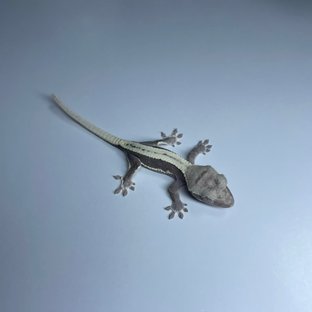 릴잔틱