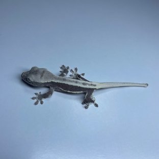 릴잔틱