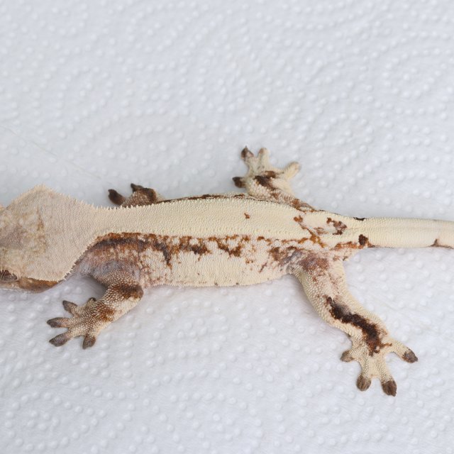 화이트스팟 노멀