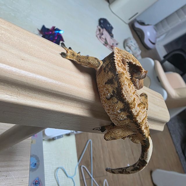 노멀 익스트림할리퀸 트라이