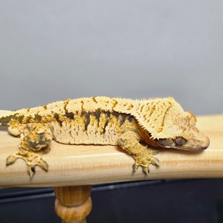 노멀 트라이 익스트림할리퀸