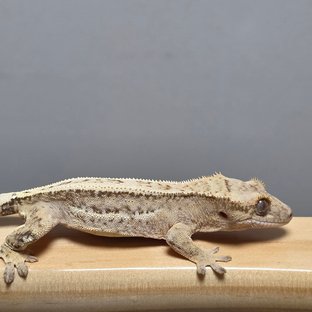 100%헷아잔틱 핀스트라이프