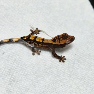 세이블 100%헷아잔틱