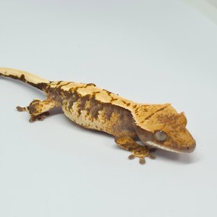 100%헷아잔틱
