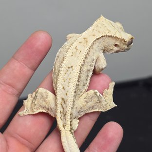 100%헷아잔틱 핀스트라이프