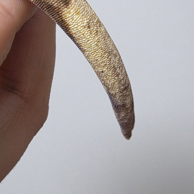 노멀 핀스트라이프