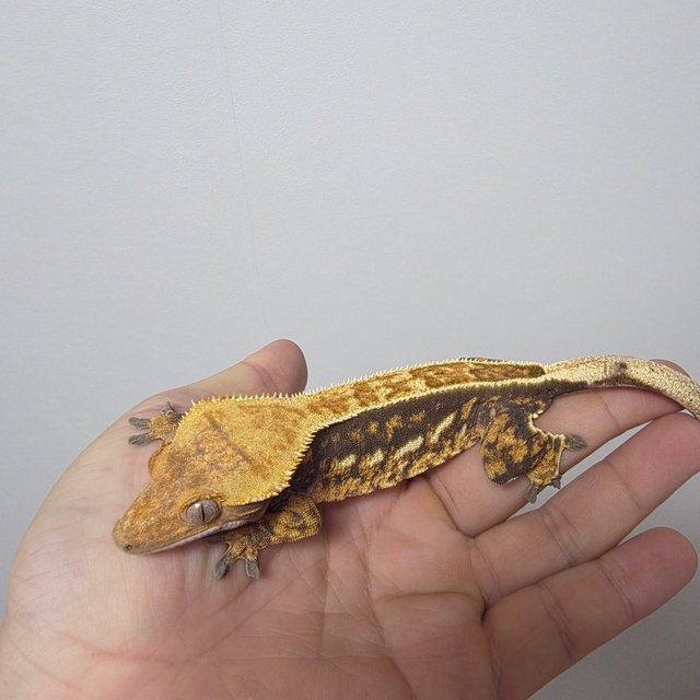 노멀 핀스트라이프