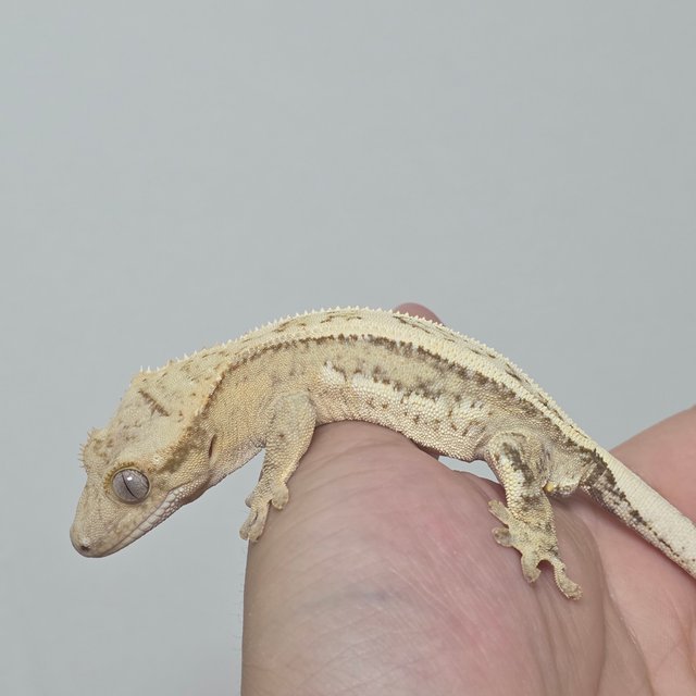 100%헷아잔틱 핀스트라이프