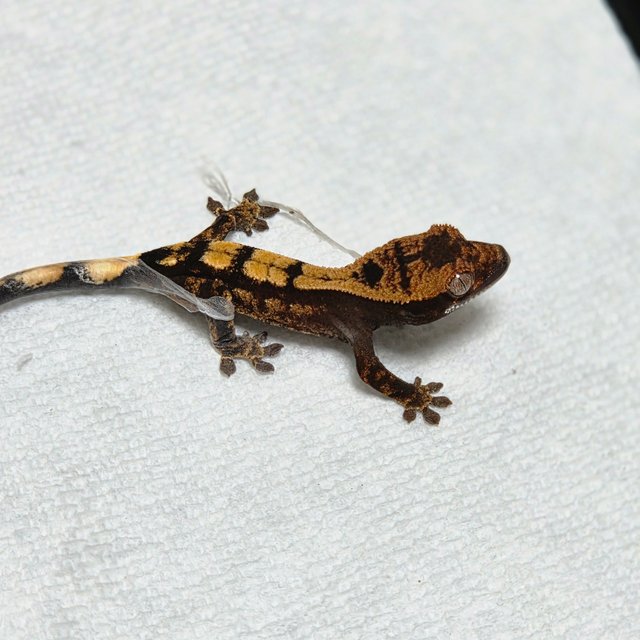 세이블 100%헷아잔틱