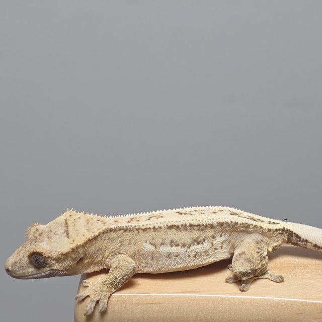 100%헷아잔틱 핀스트라이프