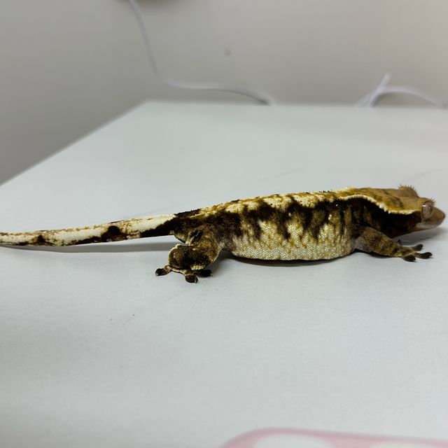 다크 익스트림할리퀸
