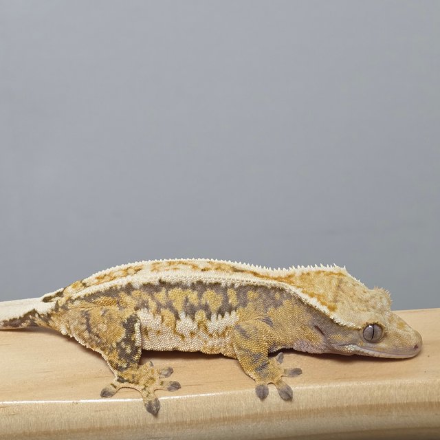 노멀 트라이 익스트림할리퀸