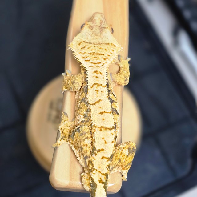 노멀 트라이 익스트림할리퀸