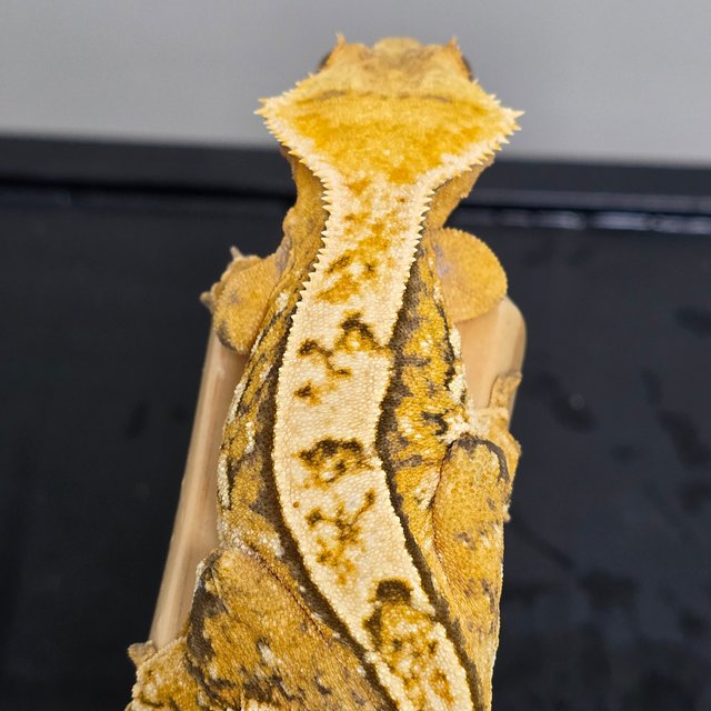 노멀 트라이 익스트림할리퀸