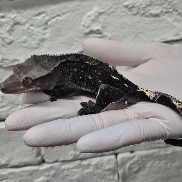 카푸치노 아잔틱