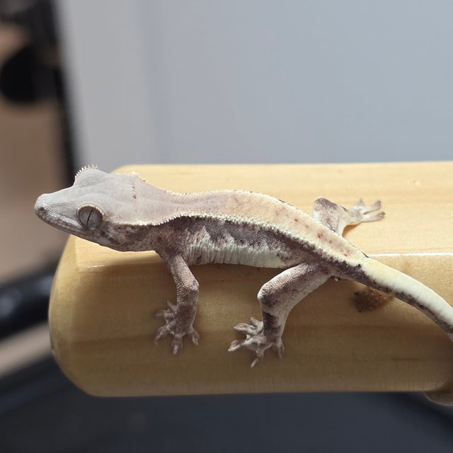 릴리100%헷아잔틱