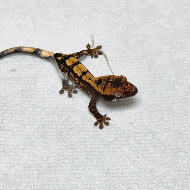 세이블 100%헷아잔틱