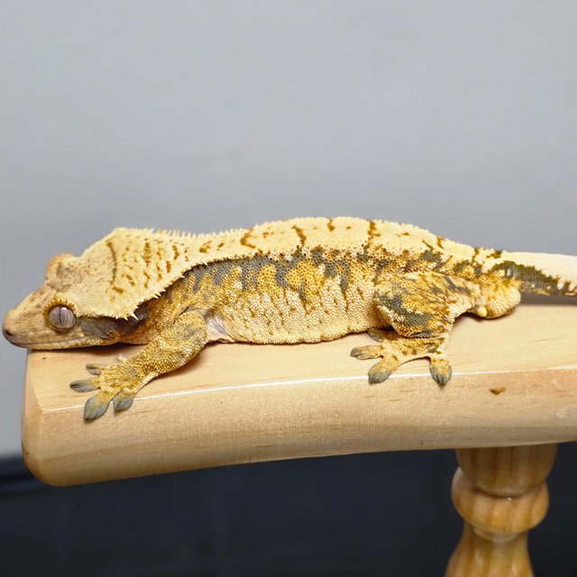 노멀 트라이 익스트림할리퀸