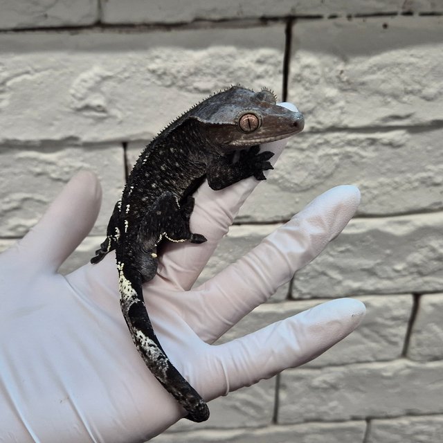 카푸치노 아잔틱