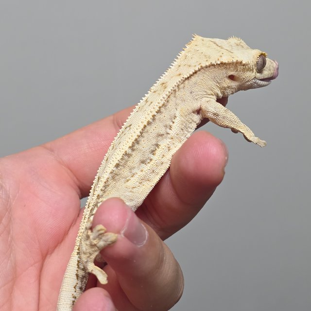 100%헷아잔틱 핀스트라이프