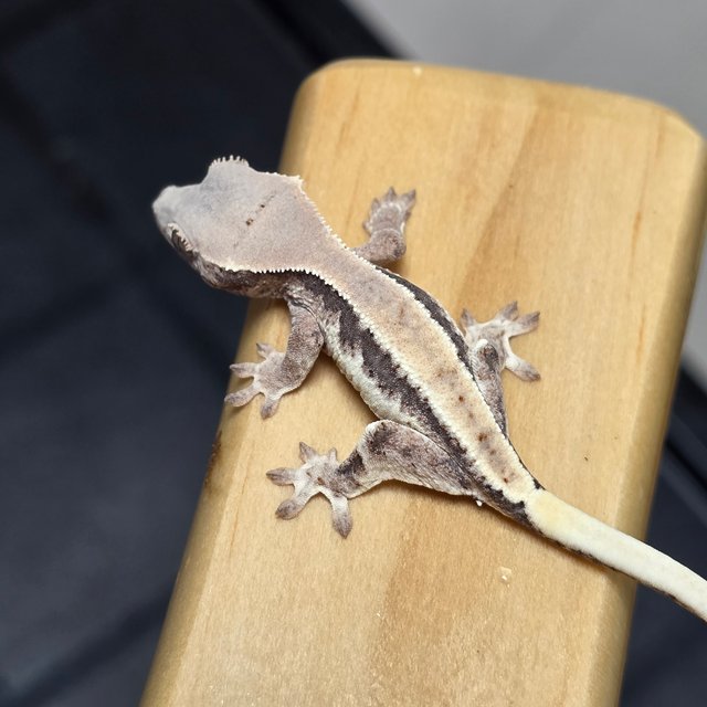 릴리100%헷아잔틱