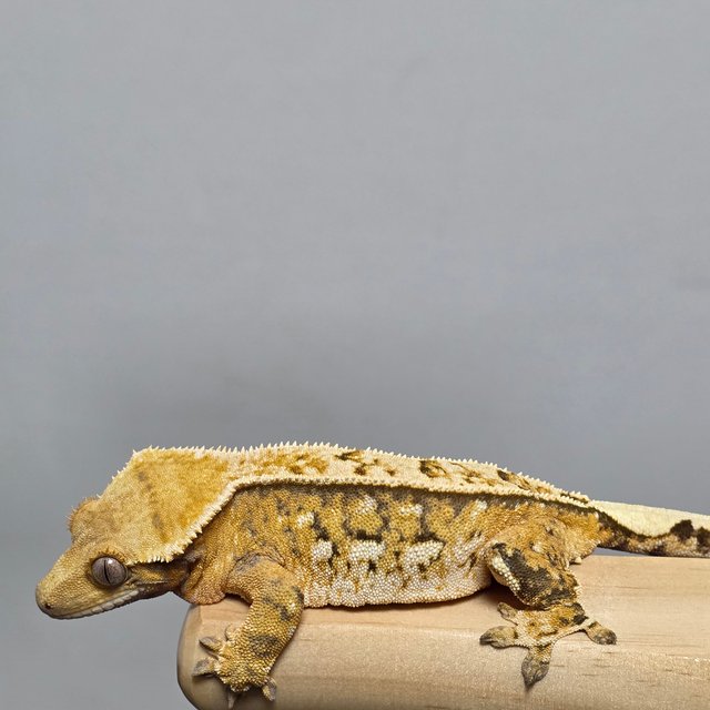 노멀 트라이 익스트림할리퀸