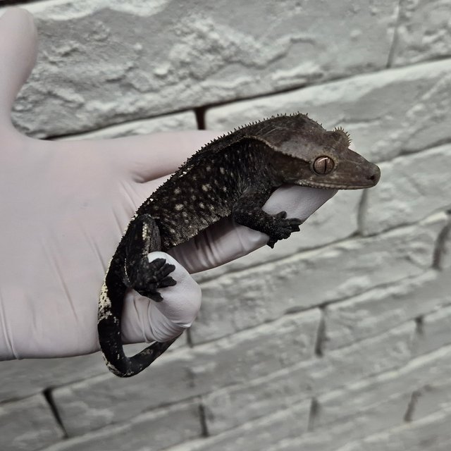 카푸치노 아잔틱