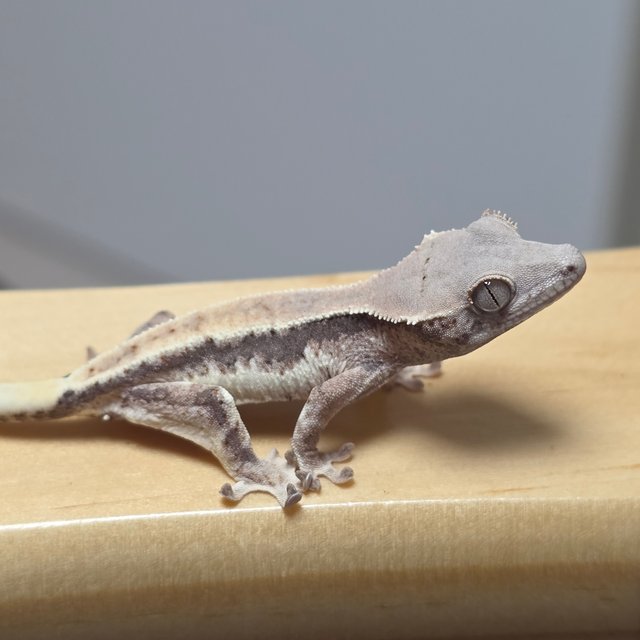 릴리100%헷아잔틱