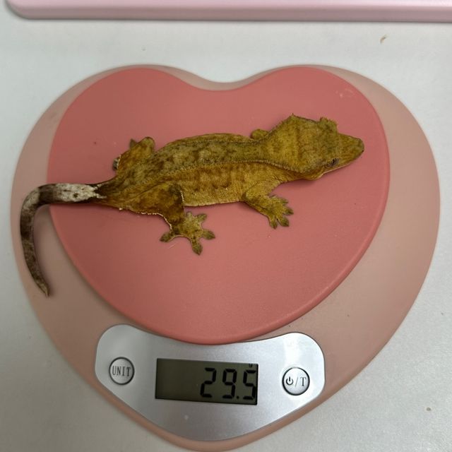 카푸치노 크림시클