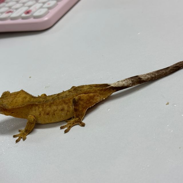 카푸치노 크림시클