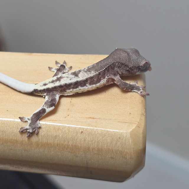 릴리 세이블 100%헷아잔틱