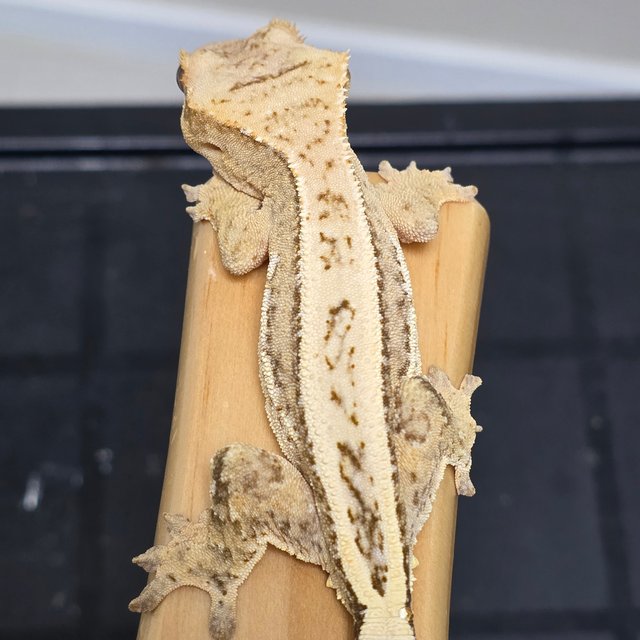 100%헷아잔틱 핀스트라이프