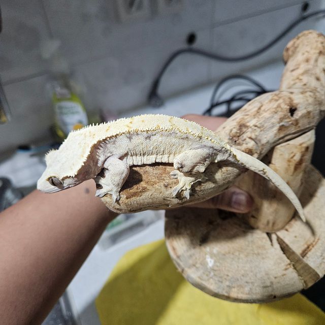 노멀 드리피
