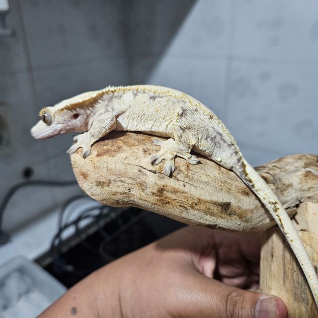 노멀 드리피