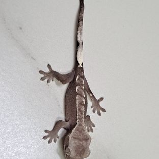 아잔틱