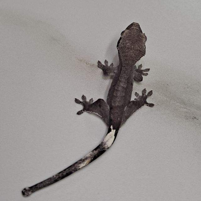 아잔틱