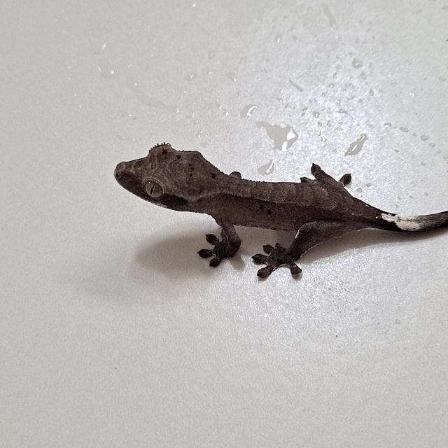 아잔틱