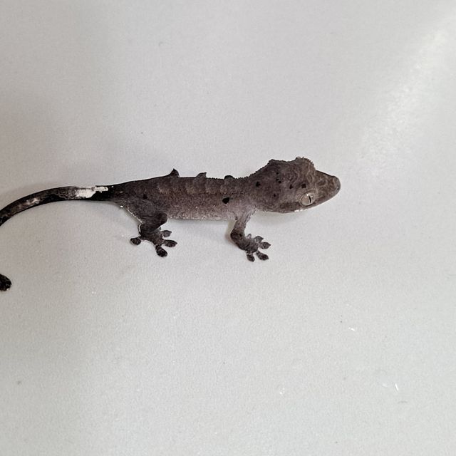아잔틱